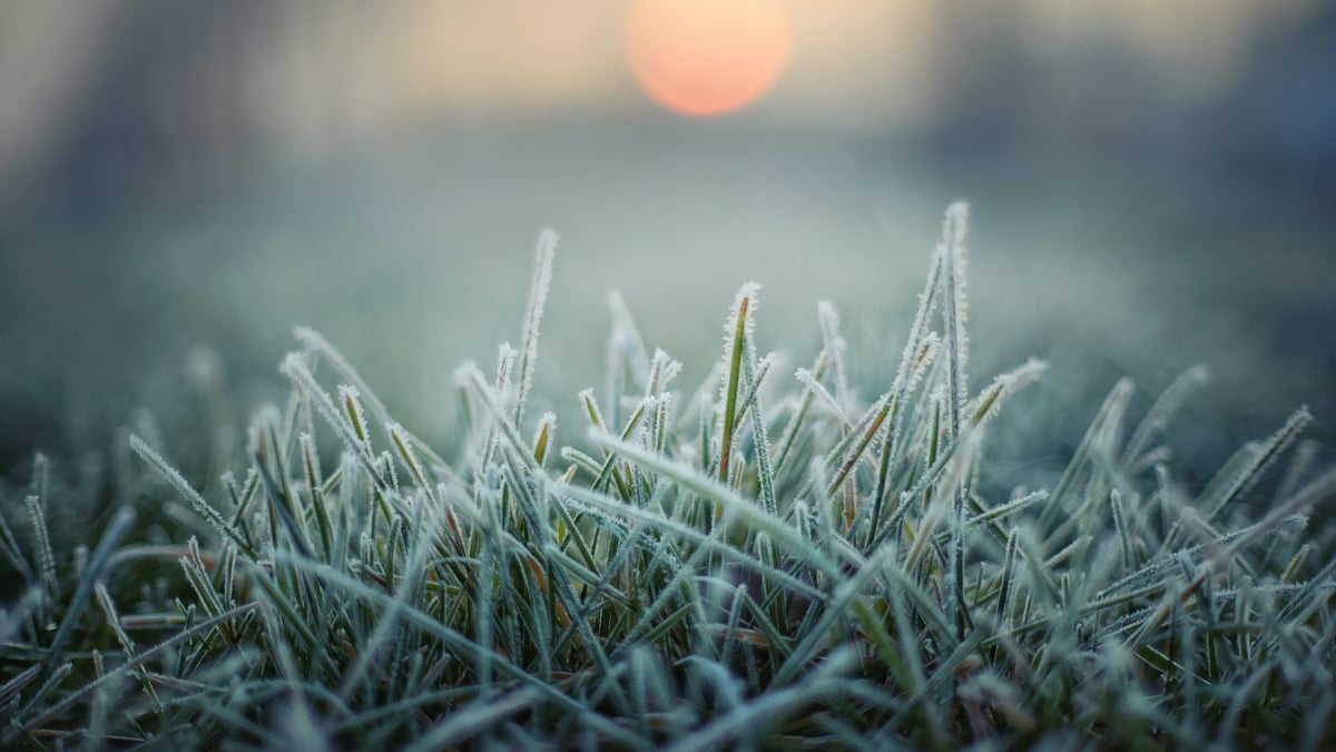 How one can Put collectively Your Yard for the First Frost